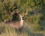 Buck (Male Deer)