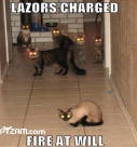 Lazor Cats funny picture