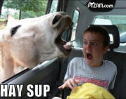 Sup funny picture