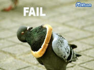 Bird Fail funny picture