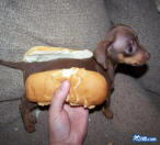 Hot Dog funny picture