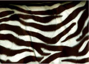 Zebra Strips!