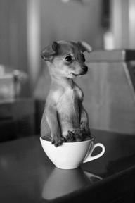 now thats a teacup!