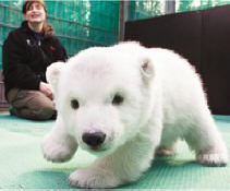 Polar Bear :)