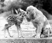 i will call you Bambi and we will be friends forever :)
