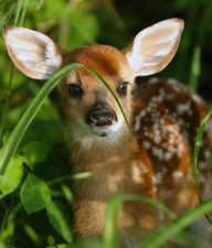 Something to fawn over.