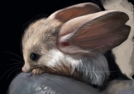 Long eared jerboa - how have I not heard of these before?!?