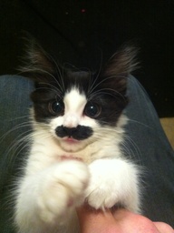 kitty with a stache