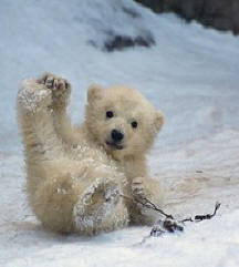 Polar bear cub.