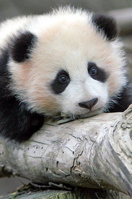 Baby panda bear