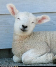 happy lamb