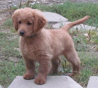 Full-grown golden cocker retriever...they stay puppies forever!