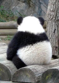 I want a baby panda!