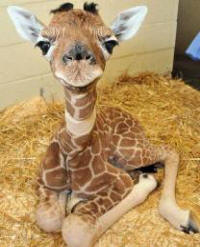 Giraffe