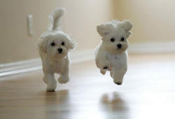 Cute puppies :)