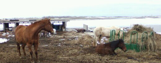 Horses (: