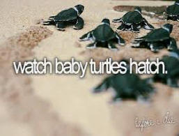 Watch baby turtles hatch