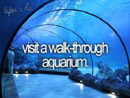 Visit a walk-through aquarium