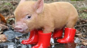 Cute Little Pig :)