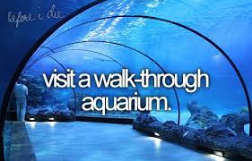 visit a walk-through aquarium