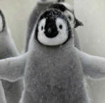 baby penguin