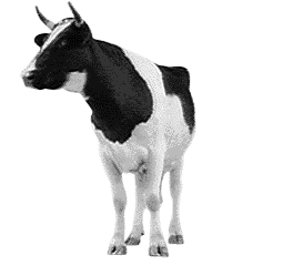 cow gif (2)